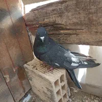 کبوتر پرشی|پرنده|زاینده رود, |دیوار