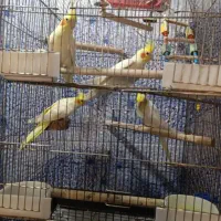 پرنده