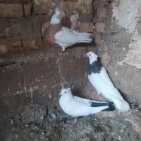 دوتا طوقی تمیز بدون غلط با دمبی