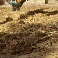 خروس محلی ریش