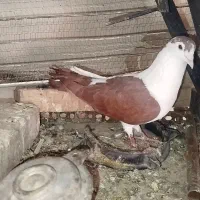 نر راست دم|پرنده|زاهدان, |دیوار