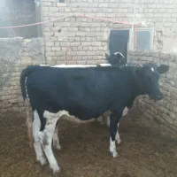 گاو تلیسه گوسال|حیوانات مزرعه|قم, الغدیر|دیوار