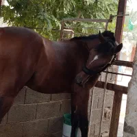 کره اسب نریان|اسب و تجهیزات اسب‌سواری|کازرون, |دیوار