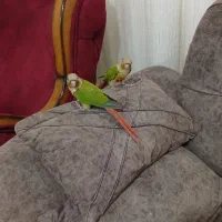 گرینچیک|پرنده|پرند, فاز ۲|دیوار