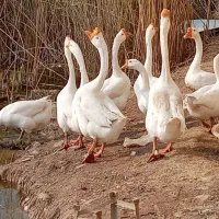 قو غاز چینی نر|حیوانات مزرعه|آبادان, |دیوار