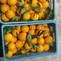 فروش پرتقال تامسون|خوردنی و آشامیدنی|نشتارود, |دیوار