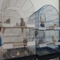 فروش ۴ عدد طوطی عروس ۴ ماهه . تکی ۶۰۰ تعداد ۵۰۰