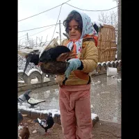 کفتر|پرنده|کیانشهر, |دیوار