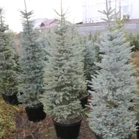 کاج نوئل آبی لوکس توپر برای فضای سبز و کریسمس|گل و گیاه طبیعی|شیرود, |دیوار