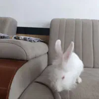 خرگوش