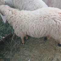 بره نر