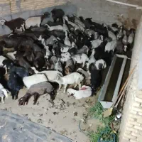 بره نر درجه یک
