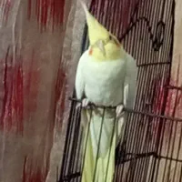 عروس هلندی لوتینا|پرنده|یزد, |دیوار