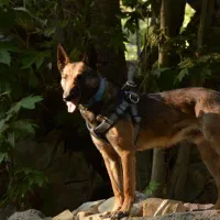 سگ مالینویز ۳ ساله