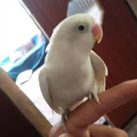 طوطی برزیلی