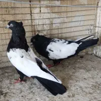 کفتر .یه جفت سینه ای فوق درشت|پرنده|تهران, ائمه اطهار|دیوار
