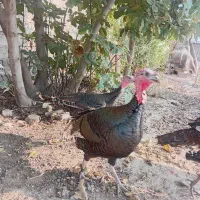 بوقلمون نروماده|حیوانات مزرعه|گنبد کاووس, |دیوار