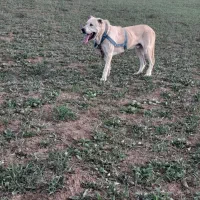 واگزاری‌عراقی