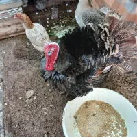 بوقلمون نر وبوغاز نر خروس لاری ومرغ تخم گذار