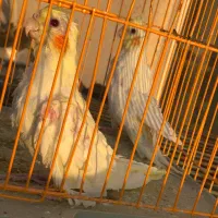 طوطی برزیلی،عروس هلندی مولد،جوان،سرلاکی|پرنده|گلستان (تهران), |دیوار