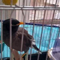 مرغ مینا چشم ستاره ای نر|پرنده|فسا, |دیوار