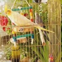 عروس هلندی تاج پرنسسی