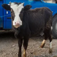 لیشه چالوسی ورزاکوله چالوسی