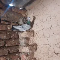 نامور|پرنده|همدان, |دیوار