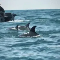 سفر ب دریا دورهمی کنار اب بازدید از جاهای دینی