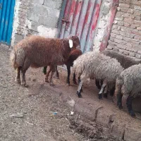 بره نر گوشتی|حیوانات مزرعه|باسمنج, |دیوار