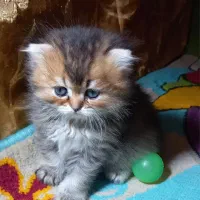 بریتیش اسکاتیش بلک گلد