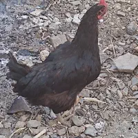 مرغ وخروس
