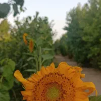 باغچه 400متری نزدیک به منطقه مسکونی