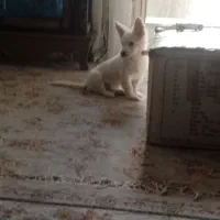 سگ‌پاکوتاه|سگ|سبزوار, ایزی شهر|دیوار