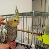 جوجه طوطی عروس هلندی