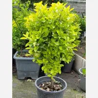 شمشاد لاوسون