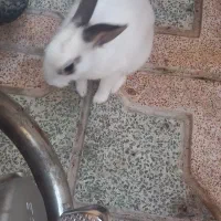 خرگوش خانگی نر|موش و خرگوش|قزوین, |دیوار