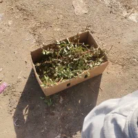 خونه اجاره ای باغسیاه