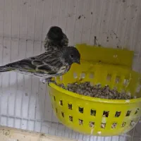 سهره گلبسر|پرنده|مشهد, شهرک شهید باهنر|دیوار