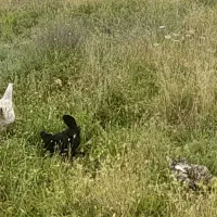 مرغ محلی اصل تخم گذار