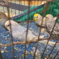 سه جفت جوجه مخلفه مرغ عشق گلد فیس