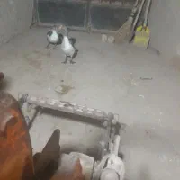 یک جفت غاز|حیوانات مزرعه|تاکستان, |دیوار