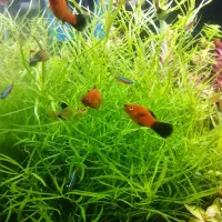 لودویجیا سوپر رد هرسی|ماهی|شیراز, گل سرخ|دیوار