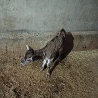 گوساله بران سوئیسی