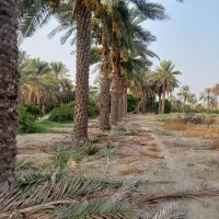 نخل|گل و گیاه طبیعی|میناب, |دیوار