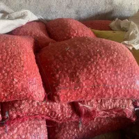 موسیر بذری