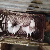 طوقی|پرنده|بندر ماهشهر, |دیوار