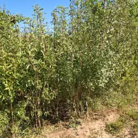 نهال بادام|خدمات باغبانی و درختکاری|سلماس, |دیوار