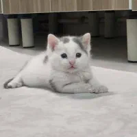 گربه دو رگه رایگان و حمایتی