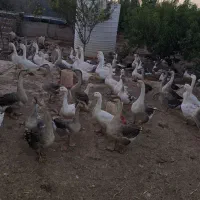 قو غاز اردک بومی و اردک لال فروش فوری بعلت حابجایی|حیوانات مزرعه|برخوار, |دیوار